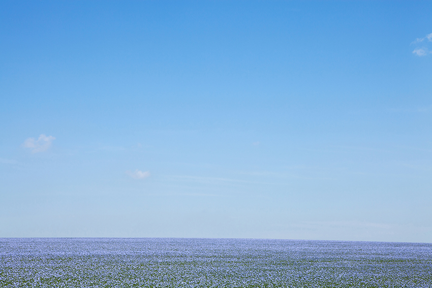 IMG 7893 BD