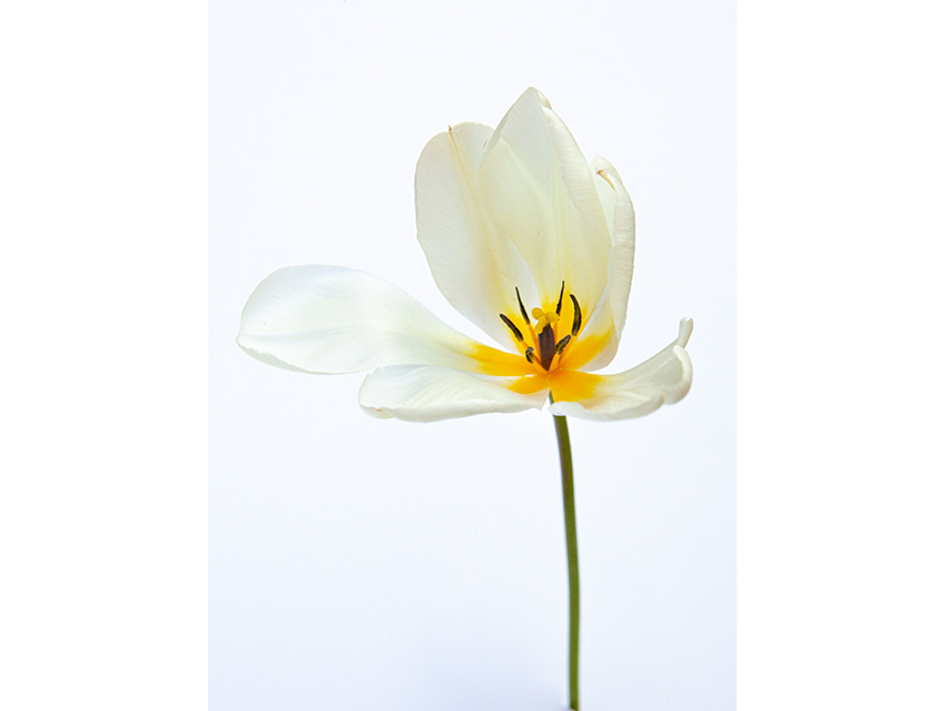 Tulip blanc 1865