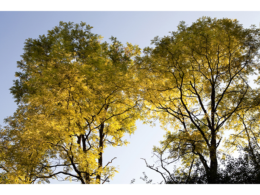 Les arbres Philip Provily